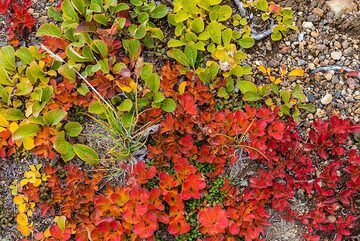 Green, orange and red (Photo: Tom Pfeiffer)