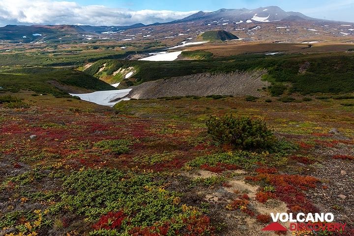 Tundra with red and green colors near the hut. (Photo: Tom Pfeiffer)
