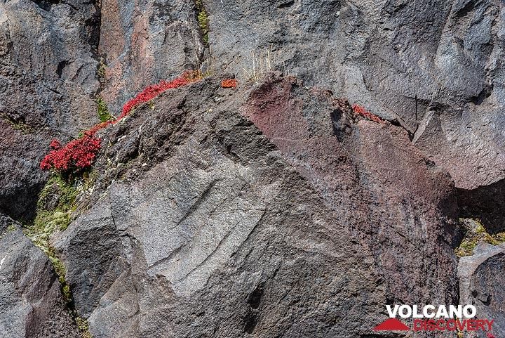 Plants holding on to tiny cracks in the lava rock faces. (Photo: Tom Pfeiffer)