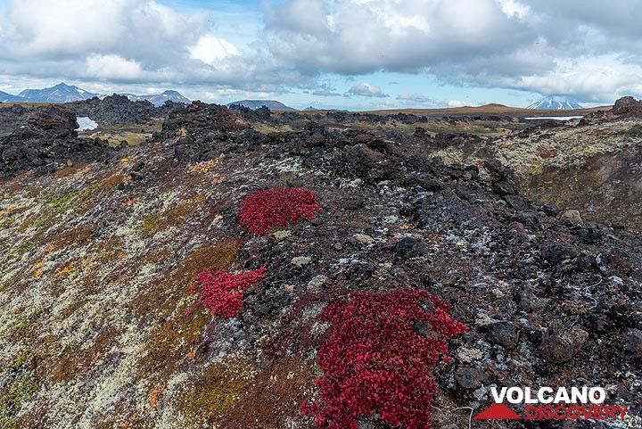 Red tundra plants on the lava flow (Photo: Tom Pfeiffer)