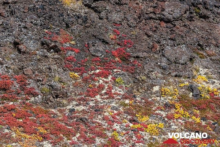 Tundra colors on lava (Photo: Tom Pfeiffer)