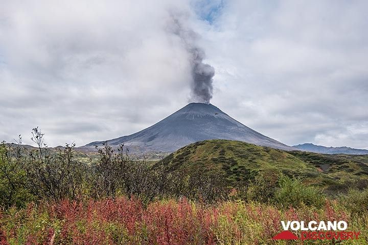 Red tundra plants and erupting Karymsky volcano (Photo: Tom Pfeiffer)