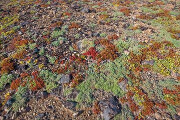 Tundra colors are at their best in September. (Photo: Tom Pfeiffer)