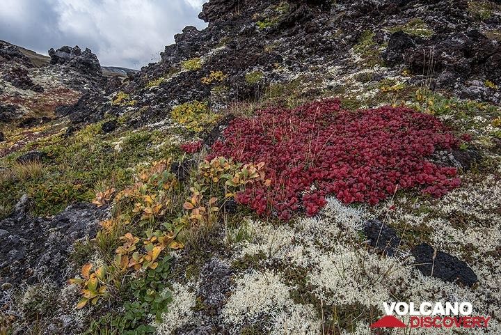 Patches of deep-red tundra contrast with white mosses and the black lavas. (Photo: Tom Pfeiffer)
