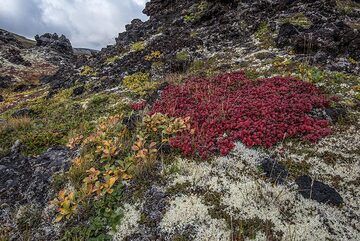 Patches of deep-red tundra contrast with white mosses and the black lavas. (Photo: Tom Pfeiffer)