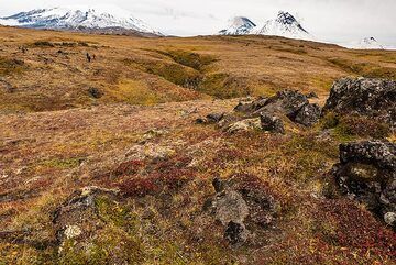 Tundra amarilla, marrón y roja (todavía hay muchas bayas allí...) (Photo: Tom Pfeiffer)