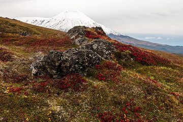 Red tundra around an outcropping surface of the underlying lava flow plateau, with Tolbachik in the background. Clouds soon descended and bad weather started, but we are filled with impressions of this great landscape. What followed was an unforgettable evening in the warm hut with good food, wine, guitar music, and lots of talks and laughter... (Photo: Tom Pfeiffer)