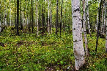 Birch forest (1) (Photo: Tom Pfeiffer)