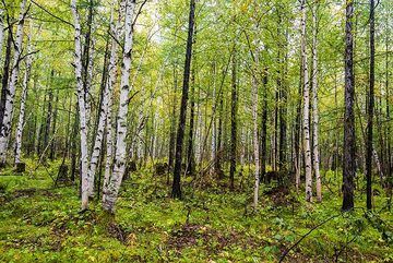 Birch forest (2) (Photo: Tom Pfeiffer)