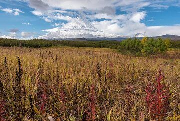 Fields of tall grass with Klyuchevskoy (Photo: Tom Pfeiffer)