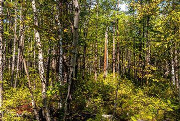 Lower parts of the forest are dominated by birch trees (Photo: Tom Pfeiffer)