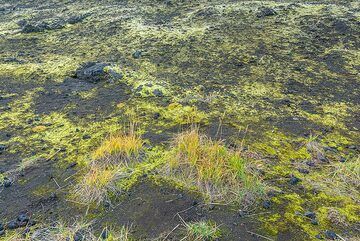 Tundra colors (Photo: Tom Pfeiffer)