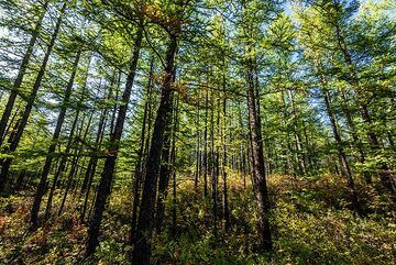 Forêt (Photo: Tom Pfeiffer)