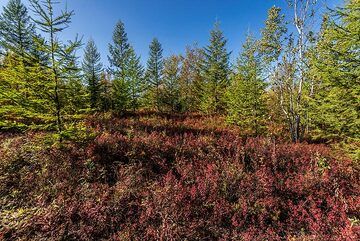 Autumn in the forest (Photo: Tom Pfeiffer)