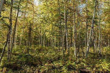 Birch forest (Photo: Tom Pfeiffer)