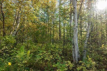 Birch forest (Photo: Tom Pfeiffer)