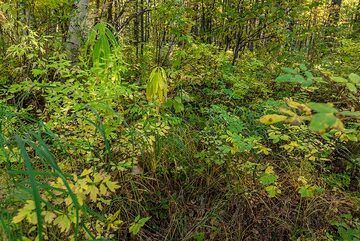 Plantes forestières (Photo: Tom Pfeiffer)