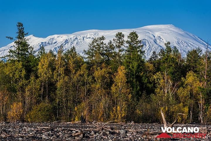 Ushkovsky volcano behind trees (Photo: Tom Pfeiffer)