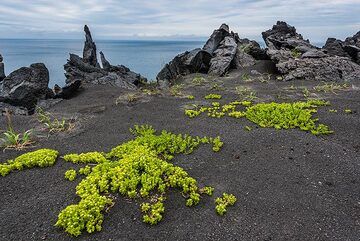 Plants have started to cover the lava surface of Taketomi. (Photo: Tom Pfeiffer)