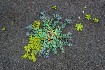 Plants on the gray lapilli soil (Photo: Tom Pfeiffer)