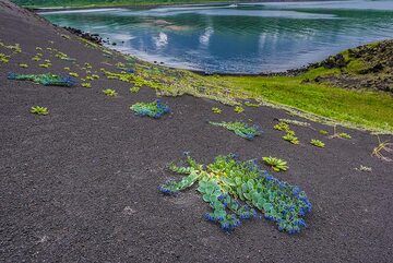 kuriles_k23534.jpg (Photo: Tom Pfeiffer)