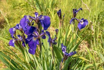 A lot of purple iris flowers grow in the meadows. (Photo: Tom Pfeiffer)