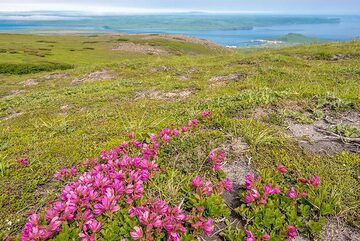 Sommertundra mit lila Blüten (Photo: Tom Pfeiffer)