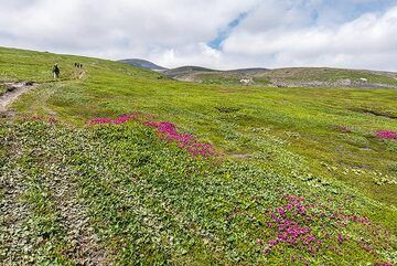 Trail leading to Ebeko volcano. (Photo: Tom Pfeiffer)