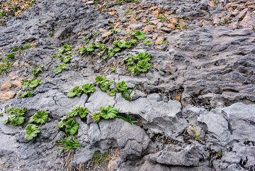 New life from the ash (Photo: Tom Pfeiffer)