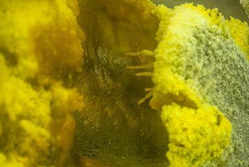 De forts courants de gaz créent des stalactites de soufre horizontales. (Photo: Tom Pfeiffer)