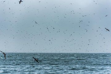 Nach einer Weile war der Wind immer noch stark und wechselte, so dass wir unseren Plan, zu landen und Proben zu nehmen, aufgeben mussten. (Photo: Tom Pfeiffer)