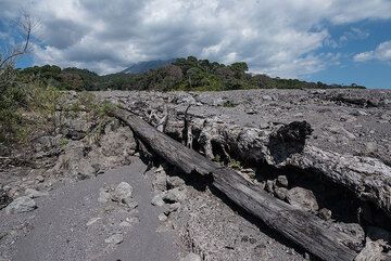 Large, partially burnt or charred tree trunks abound in the deposit, witness of the destructive power of the flow. (Photo: Tom Pfeiffer)