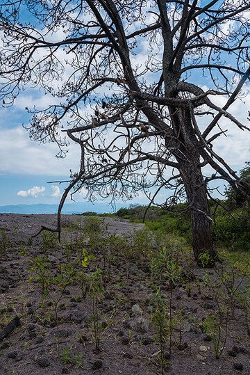 The death of the tree became source of life in turn: its needles and hundreds of pine cones fell on the surface of the ash, providing the small extra layer of nutrients and protection to speed up re-growth of new vegetation considerably in this place, compared to the barren surface around. (Photo: Tom Pfeiffer)