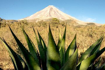 Colima volcano and a large agave in the evening light. (Photo: Tom Pfeiffer)