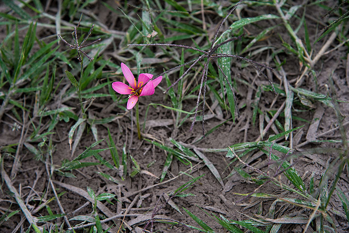 Flower rising from the ash. (Photo: Tom Pfeiffer)