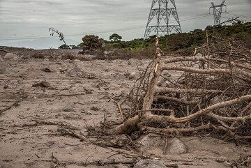 The force of the pyroclastic flow knocked over trees and bushes. (Photo: Tom Pfeiffer)