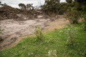 Pyroclastic flow deposits have amazingly sharp margins. An intermediate zone (in the upper middle of the image), a few meters wide, is where the surge of hot gas surrounding the particle-rich flow burnt the gras. (Photo: Tom Pfeiffer)