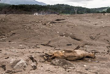 Antonio lost many cows. This one, probably disorientated, had walked onto the hot deposit and sank into it, burning to a cruel death. (Photo: Tom Pfeiffer)