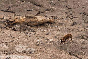 A little dog has nowhere to go (we took him with us). (Photo: Tom Pfeiffer)