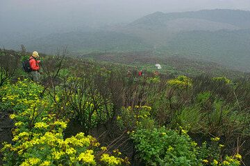 Flowers and grass on the trail descending from the volcano. (Photo: Tom Pfeiffer)