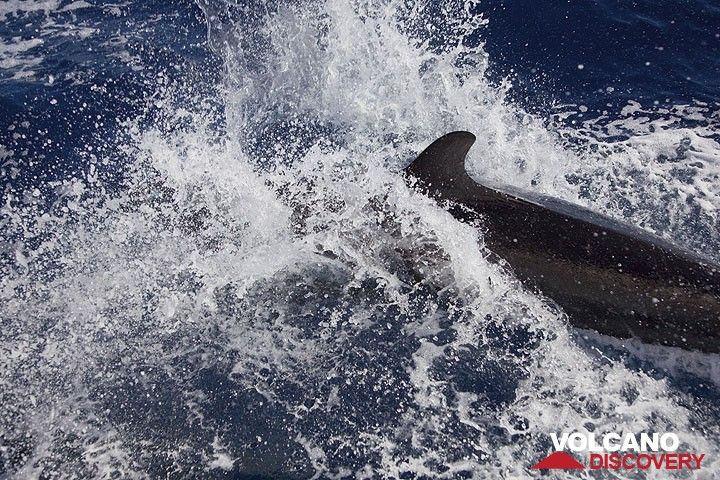 Delfin (Photo: Tom Pfeiffer)