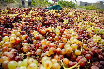 Raisins pour le vin Vissanto mis à sécher (Photo: Tom Pfeiffer)