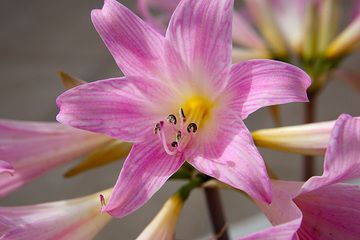 Pinke Blumen (Photo: Tom Pfeiffer)