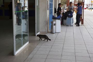Chat entrant à l'aéroport (Photo: Tom Pfeiffer)