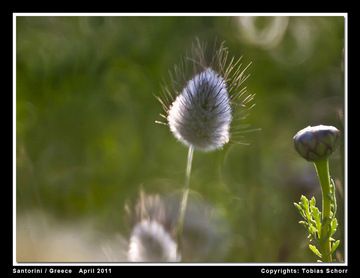 Grass flower (600mm/8) (Photo: Tobias Schorr)