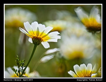 Springflowers (Photo: Tobias Schorr)
