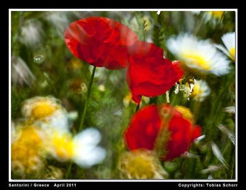 Greek spring flowers seen in Ia (Photo: Tobias Schorr)