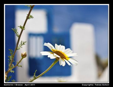 Spring flower and a blue&white house in the background (Photo: Tobias Schorr)