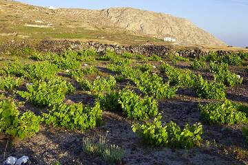 Wine field near Pirgos, Santorini (Photo: Tom Pfeiffer)