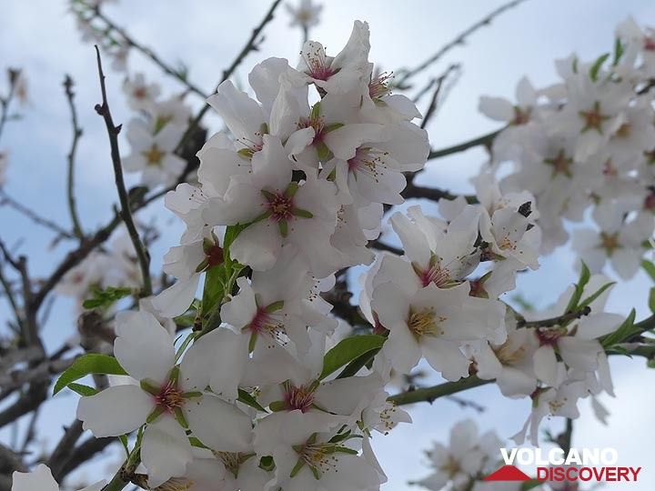 Almond blossom. (Photo: Ingrid Smet)